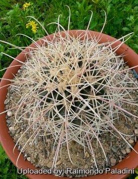 Ferocactus acanthodes f. albispinus