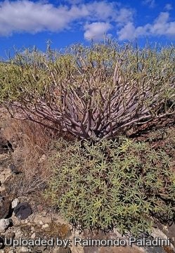 Euphorbia balsamifera