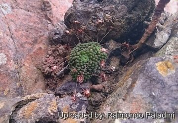 Monanthes pallens