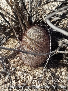 Mammillaria grahamii