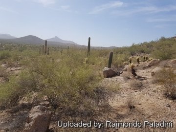Cylindropuntia bigelovii