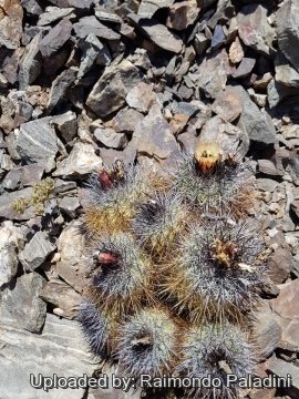 Copiapoa desertorum var. rupestris