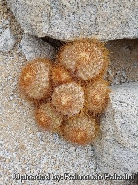 Copiapoa goldii