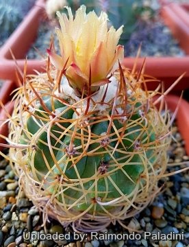 Copiapoa coquimbana subs. andina