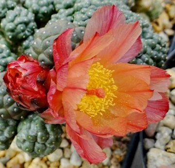 Maihueniopsis bonnieae cv. Inermis