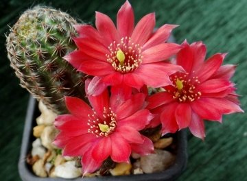 Rebutia pygmaea var. colorea