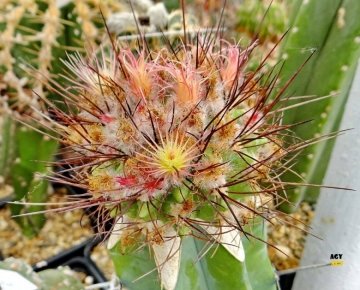Delaetia woutersiana cv. Thin Petals