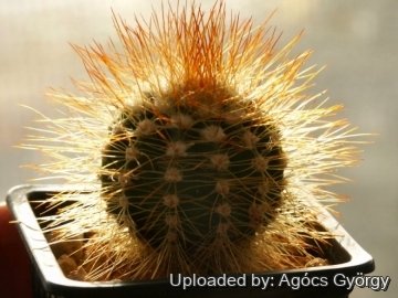 Melocactus harlowii subs. perezassoi