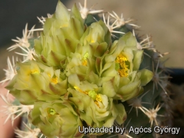 Sclerocactus mesae-verdae