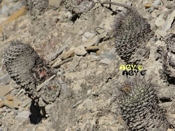 Strombocactus corregidorae