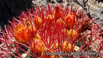 Ferocactus pilosus