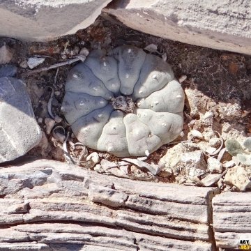 Lophophora williamsii