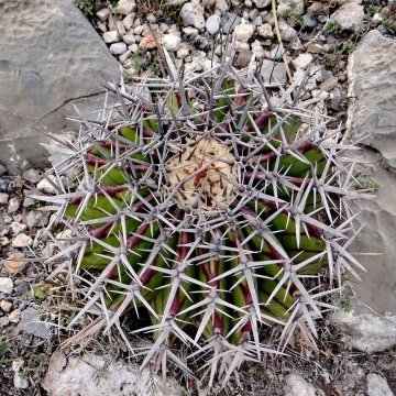 Echinocactus platyacanthus