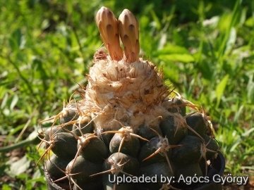 Discocactus ferricola