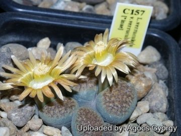 Lithops verruculosa C157 (syn. inae) 55 km ENE of Vanwyksvlei, South Africa