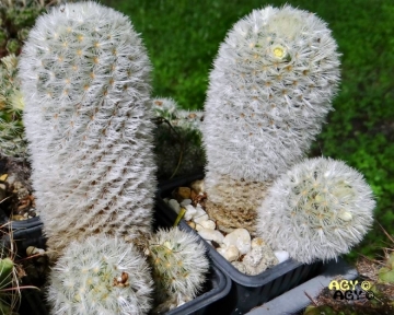 Mammillaria carmenae f. albiflora