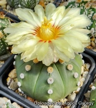 Astrophytum asterias var. nudum
