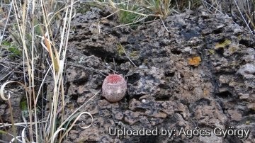 Echinocereus rigidissimus