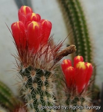 Arrojadoa dinae var. nana