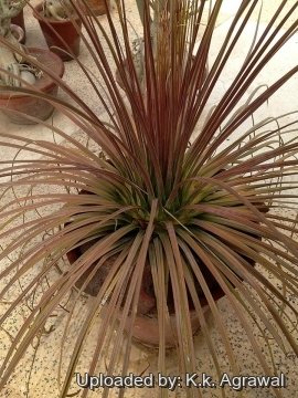 Agave stricta f. rubra