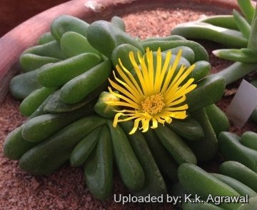 Glottiphyllum pygmaeum