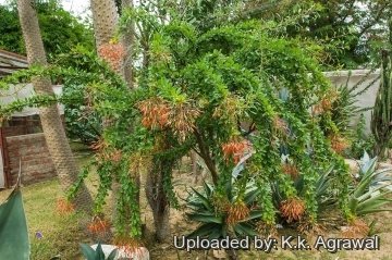 Fouquieria macdougalii