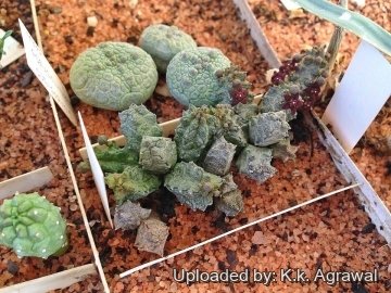 Pseudolithos mccoyi