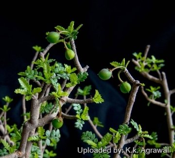 Bursera microphylla