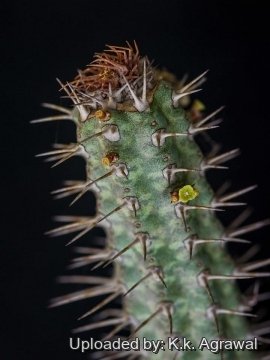 Euphorbia inaequispina