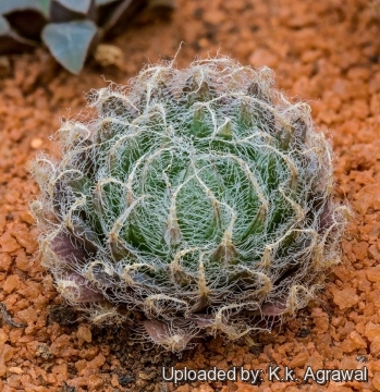 Haworthia arachnoidea var. setata