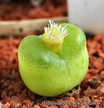 Conophytum maughanii subs. latum