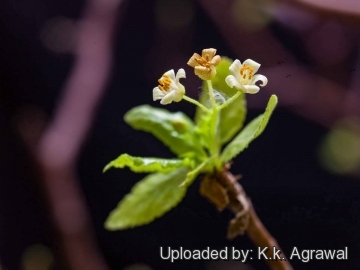 Bursera hindsiana