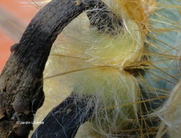 Pilosocereus juaruensis