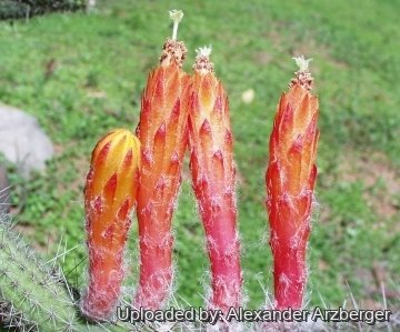 Cleistocactus baumannii var. paraguariensis