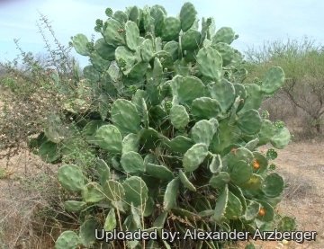Opuntia quimilo