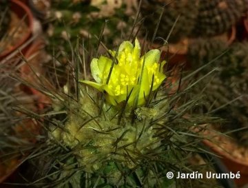 Copiapoa esmeraldana