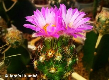 Escobaria hesteri