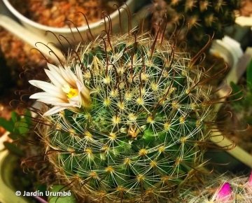 Mammillaria weingartiana