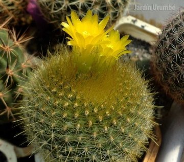Brasilicactus graessneri var. flaviflorus