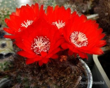 Parodia microsperma var. weberiana