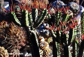 Euphorbia atrispina
