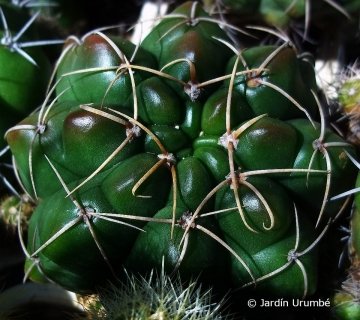 Gymnocalycium paraguayense