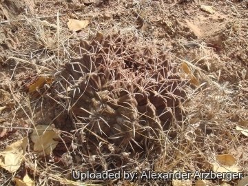 Gymnocalycium marsoneri subs. megatae