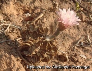 Gymnocalycium friedrichii