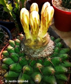 Discocactus mamillosus