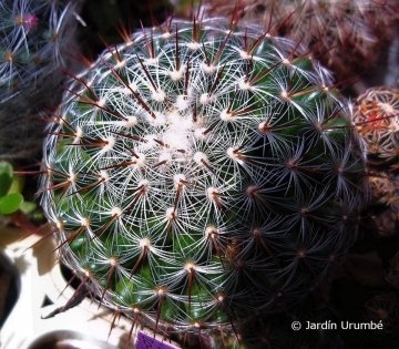 Mammillaria deherdtiana var. dodsonii