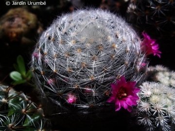 Mammillaria laui subs. dasyacantha