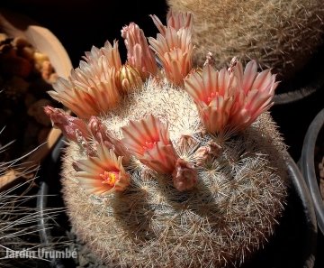 Mammilloydia candida f. rosea