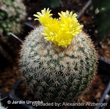 Parodia gibbulosoides