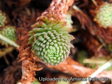 Sedum forsterianum